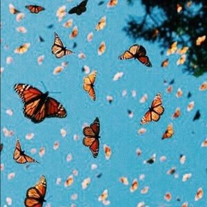 Meet your Posher, Carli